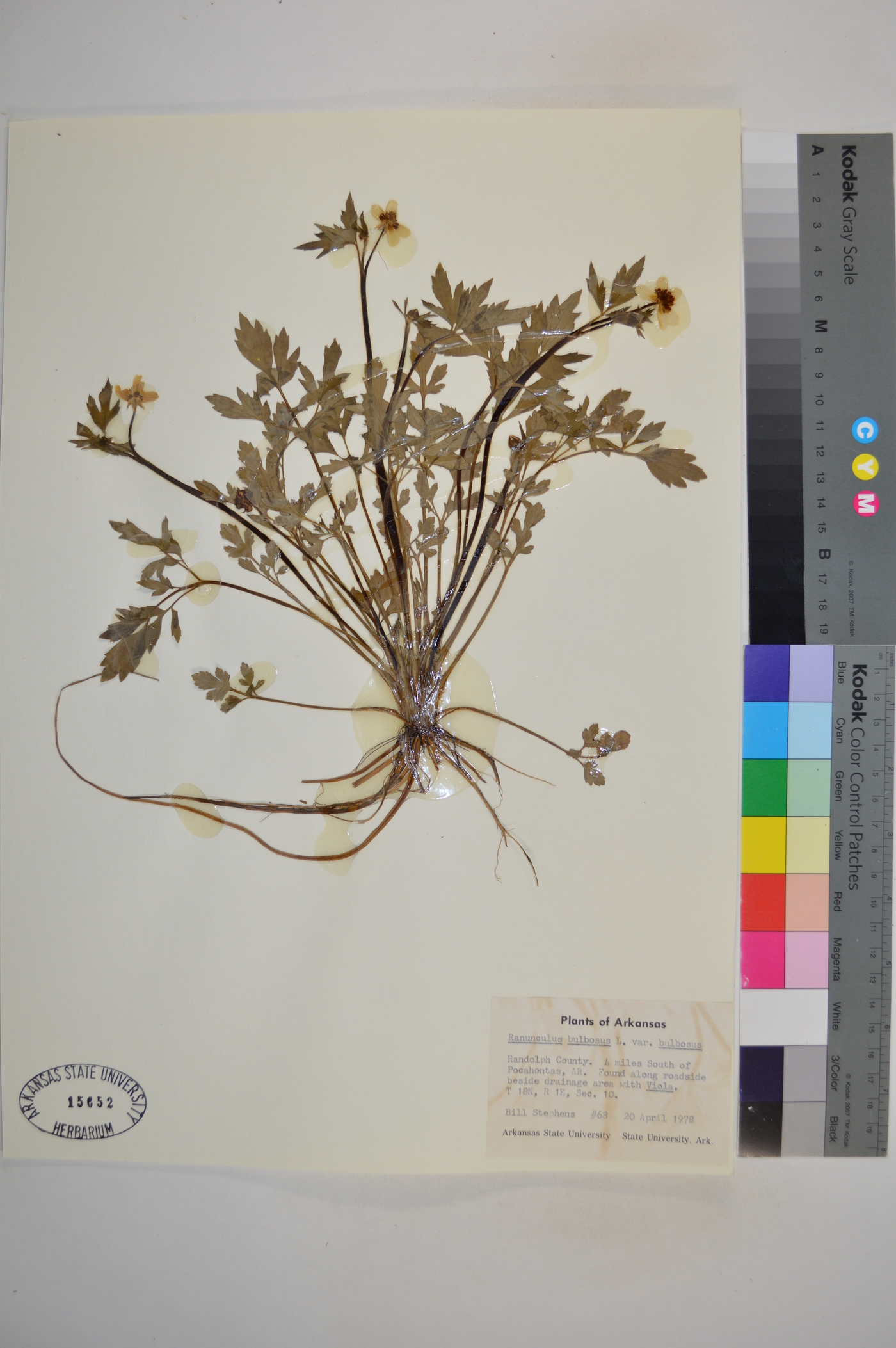 Ranunculus bulbosus var. bulbosus image