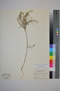 Lepidium virginicum var. virginicum image