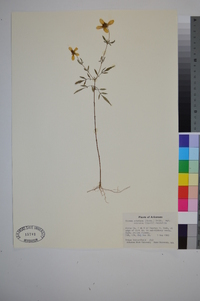 Bidens aristosa image