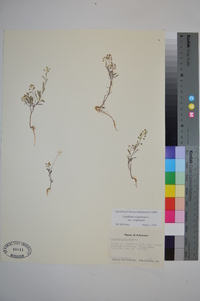 Lepidium virginicum var. virginicum image