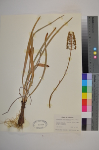 Amianthium muscitoxicum image