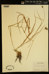 Cyperus squarrosus image