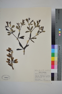 Baptisia alba image