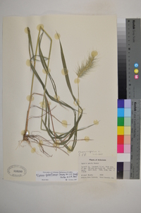 Elymus glabriflorus image