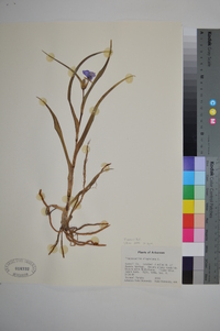 Tradescantia ohiensis image