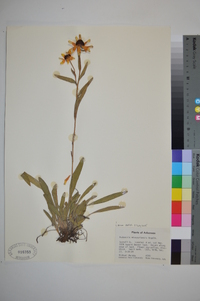 Rudbeckia missouriensis image