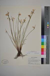 Sisyrinchium campestre image