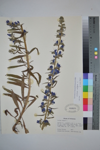 Echium vulgare image