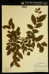 Ulmus alata image