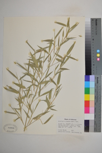 Arundinaria gigantea image