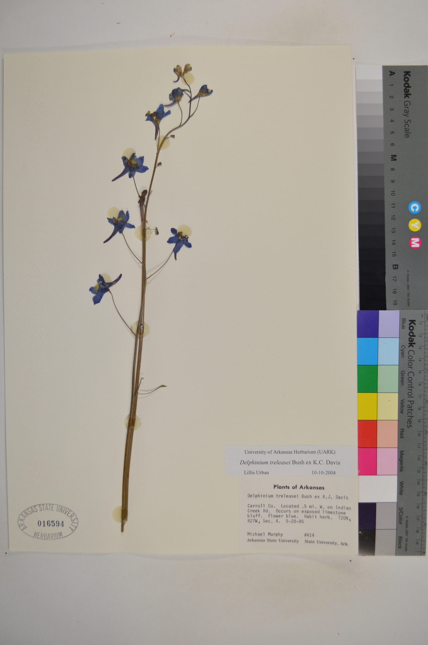 Delphinium treleasei image