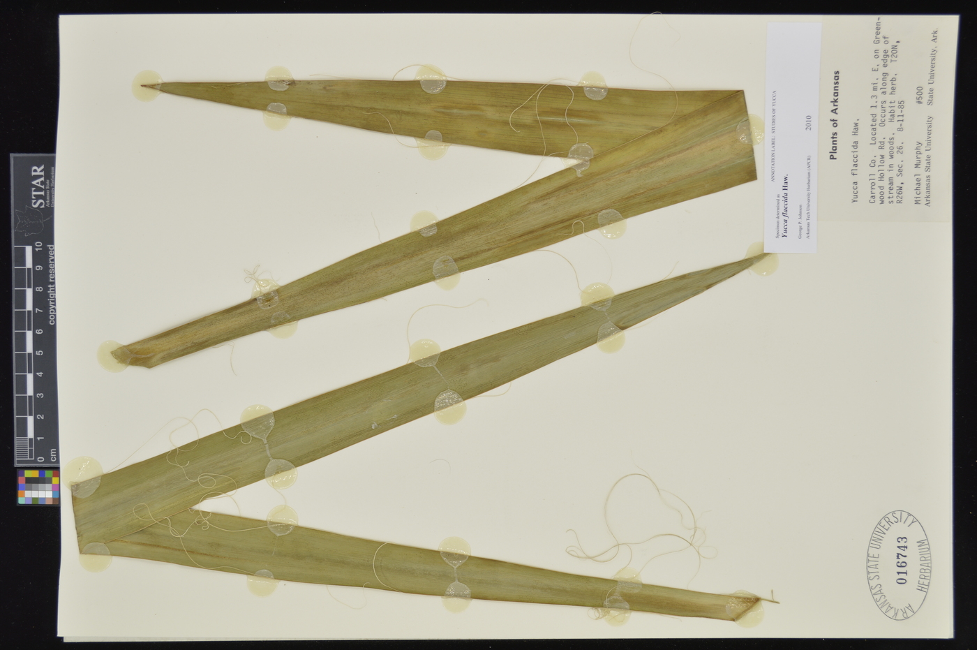 Yucca flaccida image