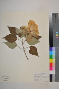 Hibiscus lasiocarpos image