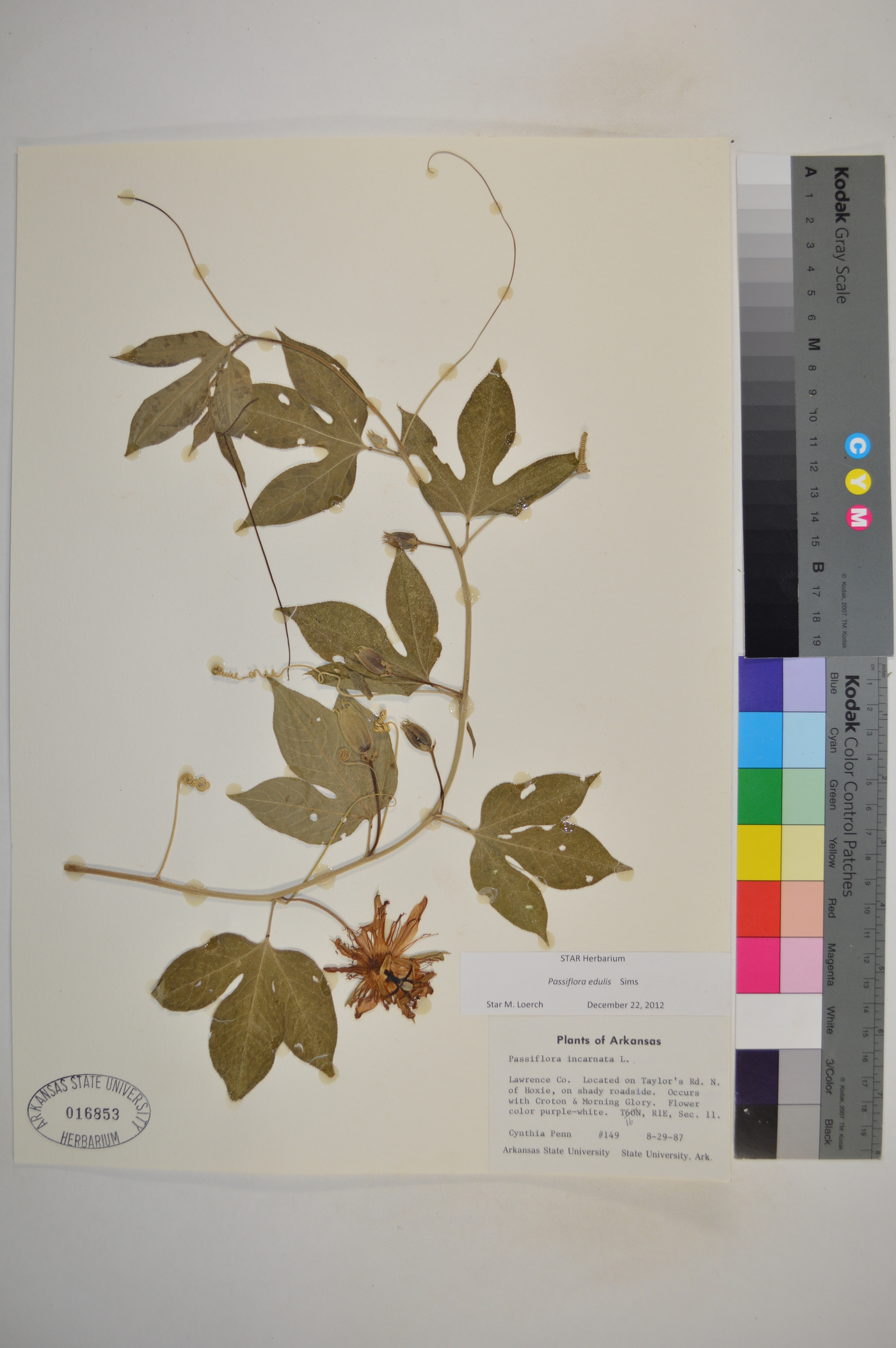 Passiflora edulis image