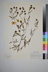 Bidens aristosa image