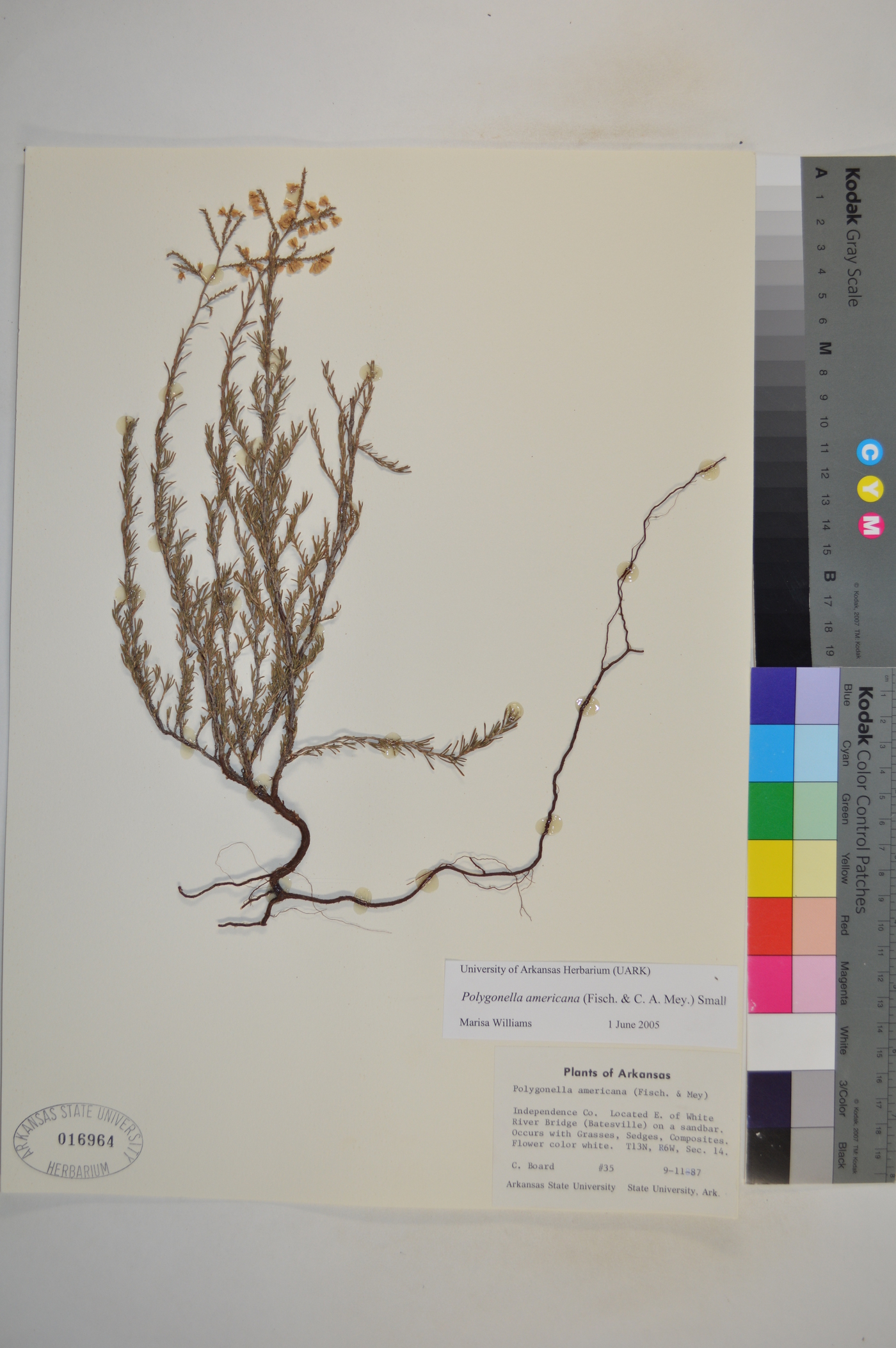Polygonella americana image