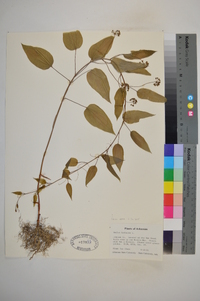 Smilax herbacea image