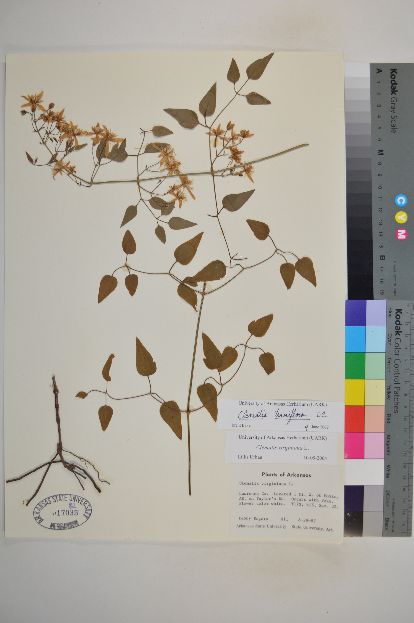 Clematis recta image
