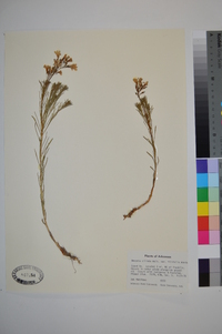 Amsonia ciliata var. filifolia image