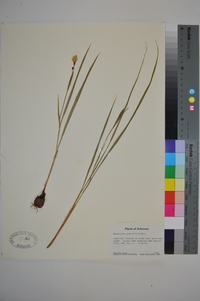 Nemastylis geminiflora image