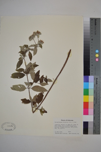 Pycnanthemum albescens image