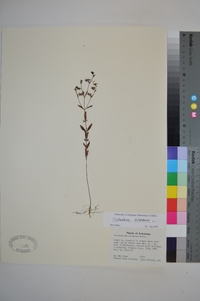Trichostema dichotomum image