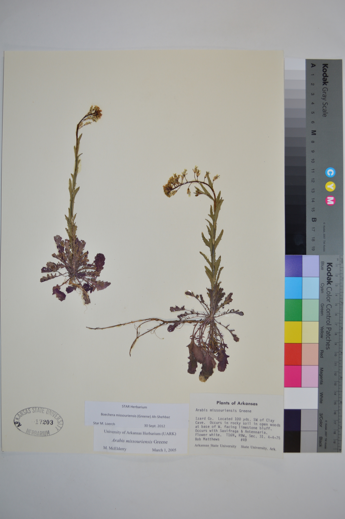 Borodinia missouriensis image