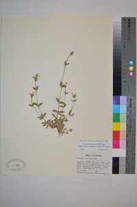 Cerastium fontanum subsp. vulgare image