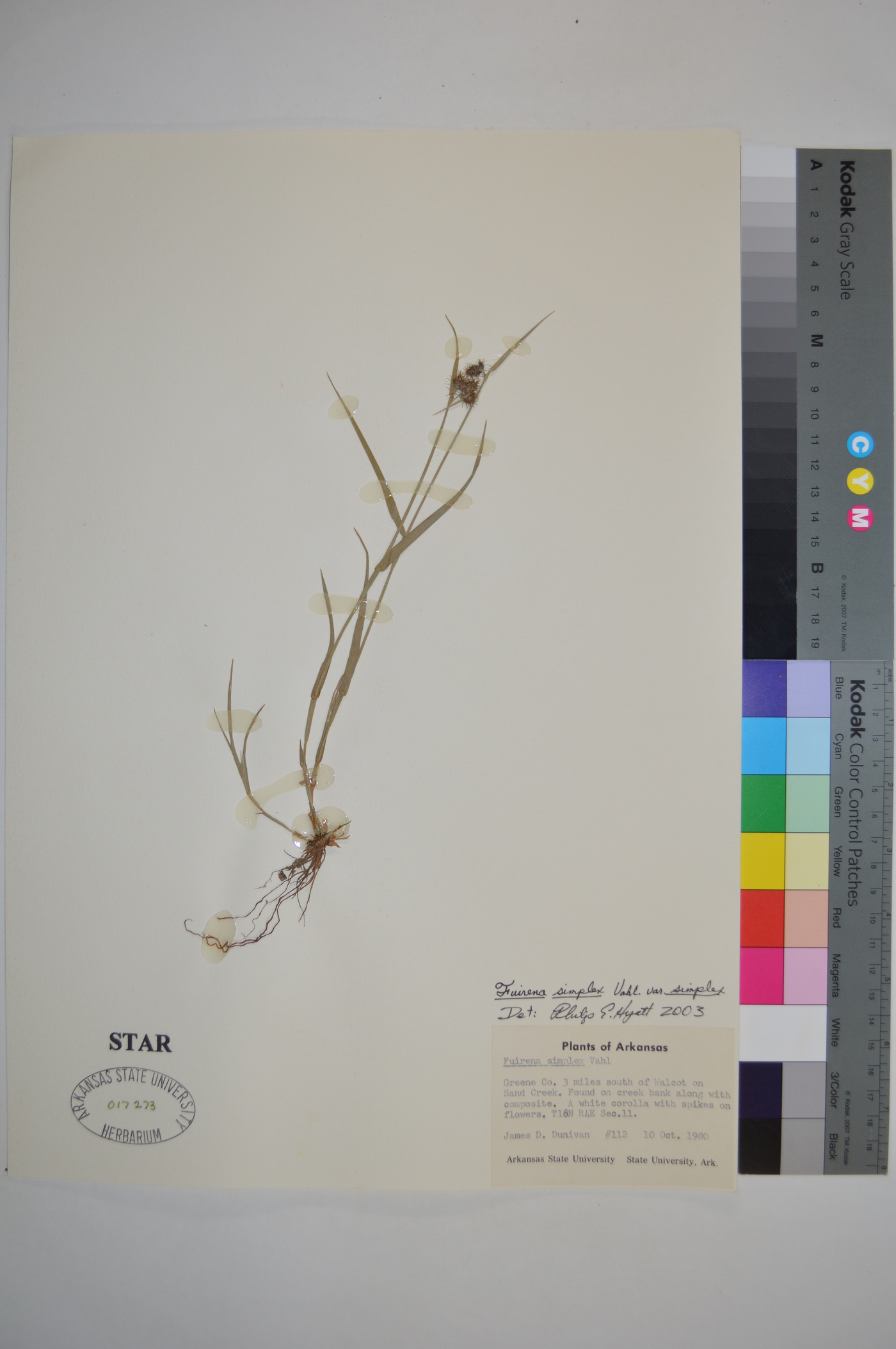Fuirena simplex var. simplex image