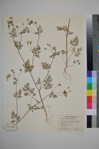 Chaerophyllum procumbens image