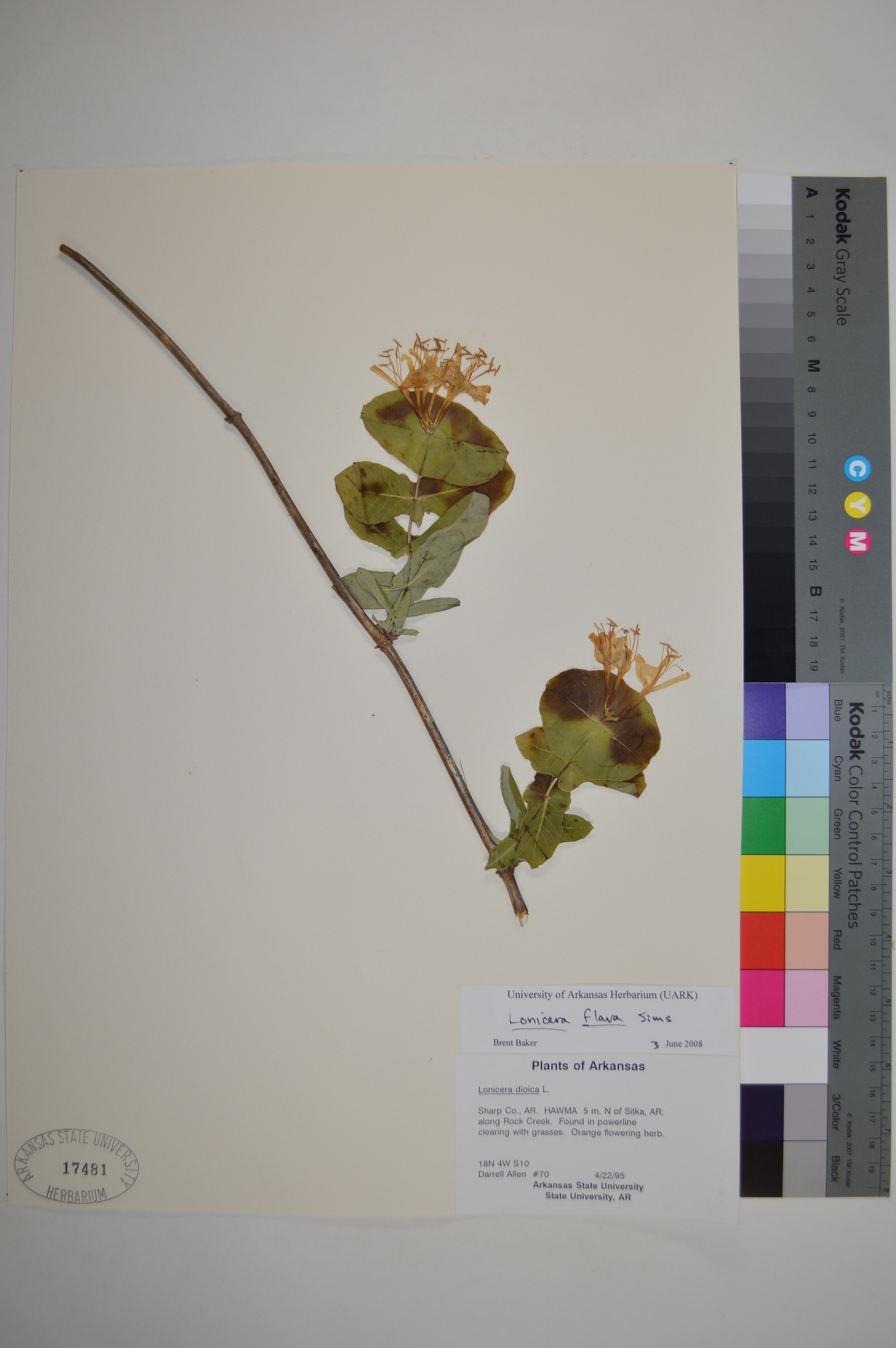 Lonicera flava image