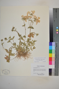 Phlox divaricata subsp. laphamii image