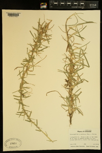 Stenotaphrum secundatum image