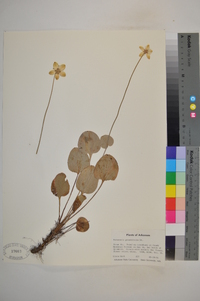 Parnassia grandifolia image