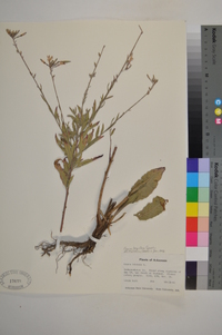 Oenothera filiformis image