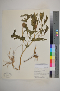 Datura stramonium image