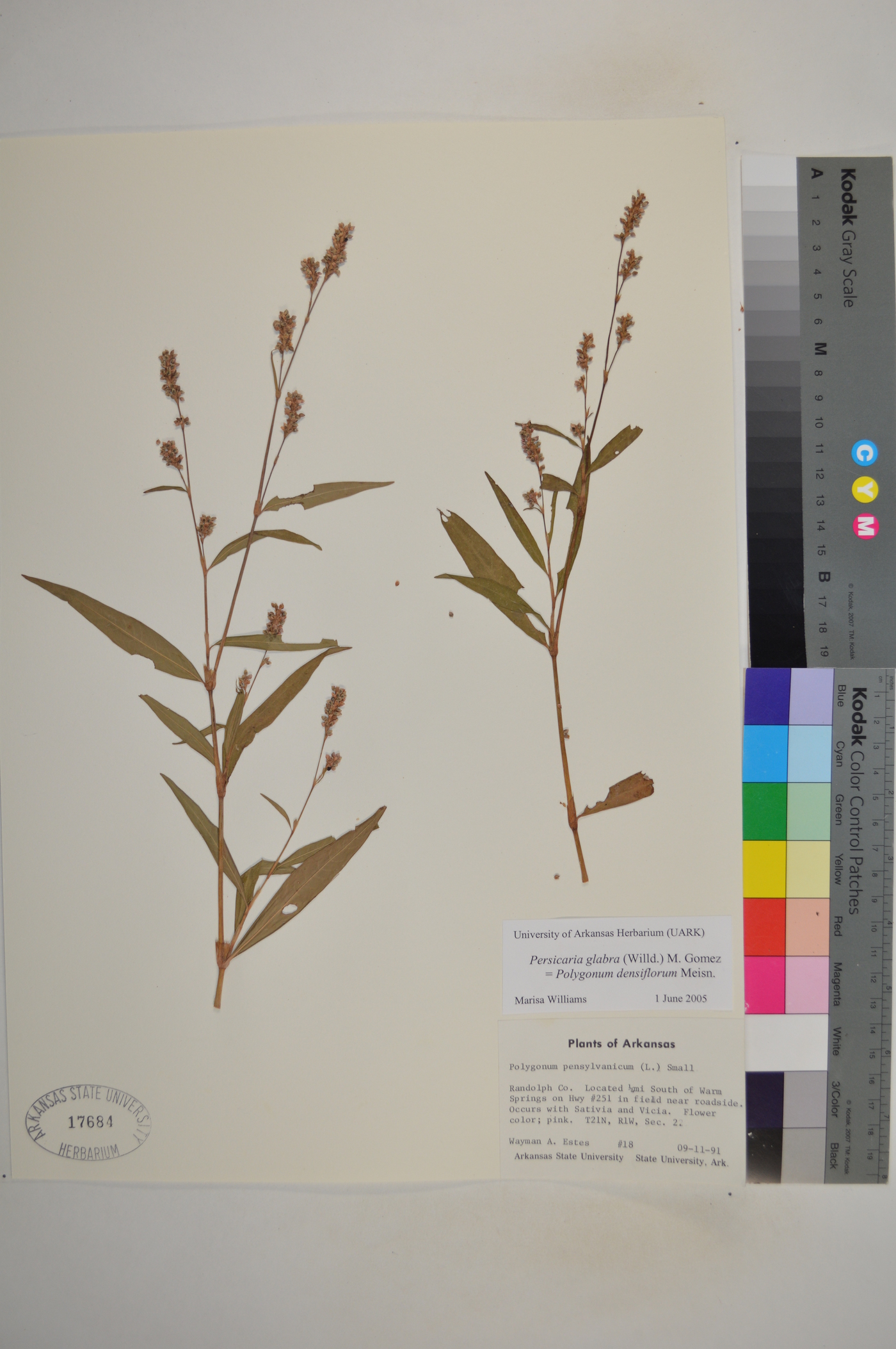Persicaria glabra image
