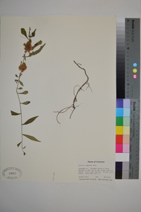 Cuscuta compacta image