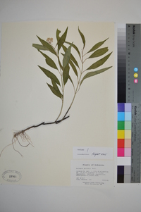 Asclepias perennis image