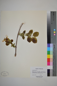 Lonicera flava image