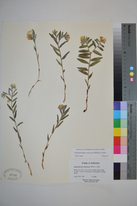 Lithospermum canescens image