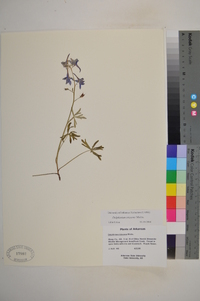 Delphinium tricorne image