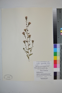 Liatris squarrulosa image