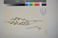 Chenopodium album var. album image