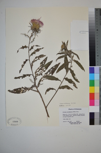 Cirsium altissimum image