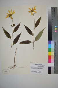 Helianthus hirsutus image