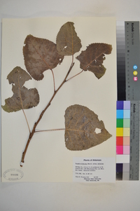 Populus deltoides subsp. deltoides image