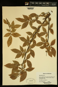 Ulmus alata image