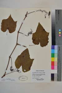 Vitis cinerea image