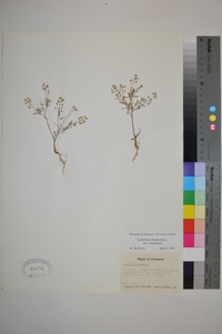 Lepidium virginicum var. virginicum image